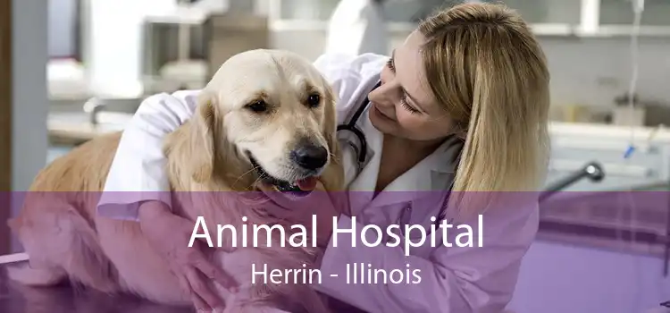 Animal Hospital Herrin - Illinois