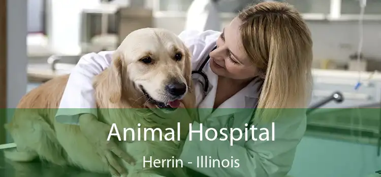 Animal Hospital Herrin - Illinois