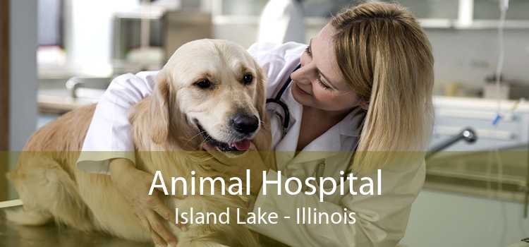 Animal Hospital Island Lake - Illinois