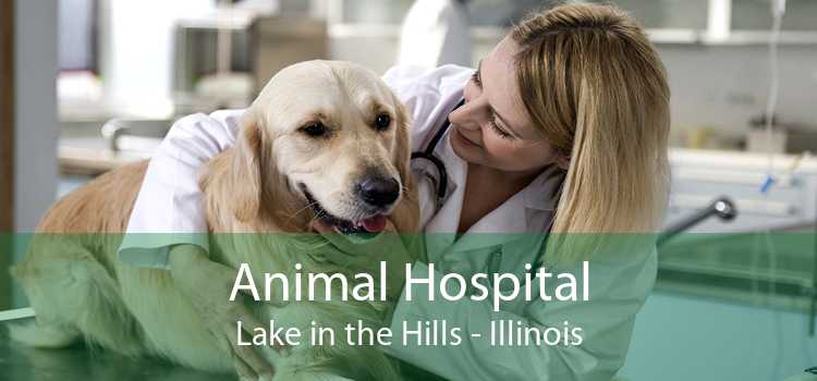 Animal Hospital Lake in the Hills - Illinois