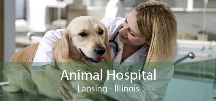 Animal Hospital Lansing - Illinois