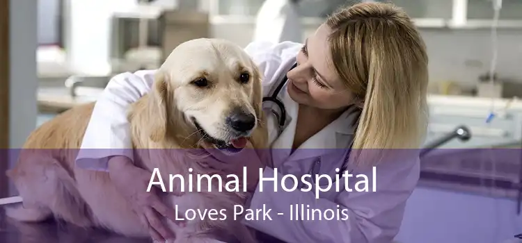 Animal Hospital Loves Park - Illinois