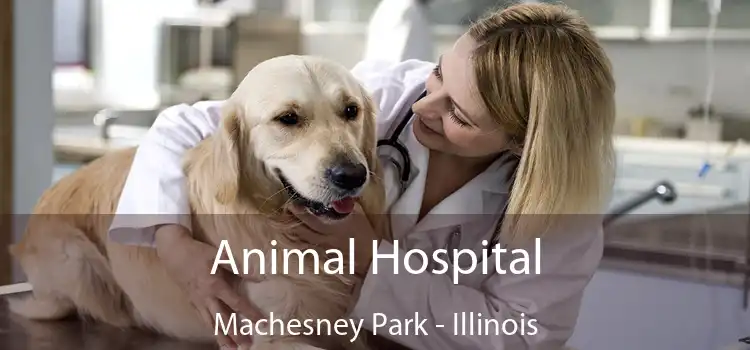 Animal Hospital Machesney Park - Illinois