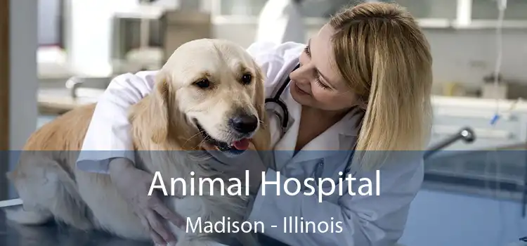 Animal Hospital Madison - Illinois