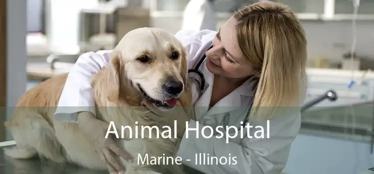 Animal Hospital Marine - Illinois