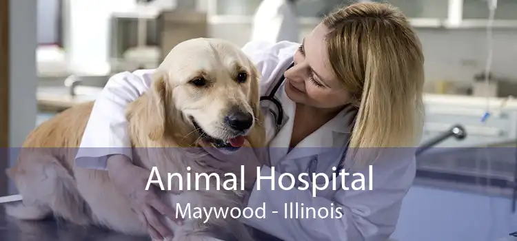Animal Hospital Maywood - Illinois