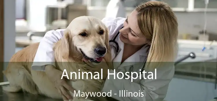 Animal Hospital Maywood - Illinois