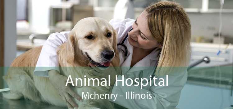 Animal Hospital Mchenry - Illinois