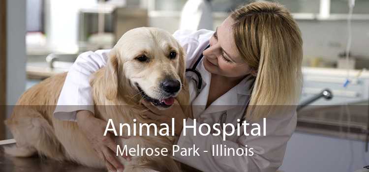 Animal Hospital Melrose Park - Illinois
