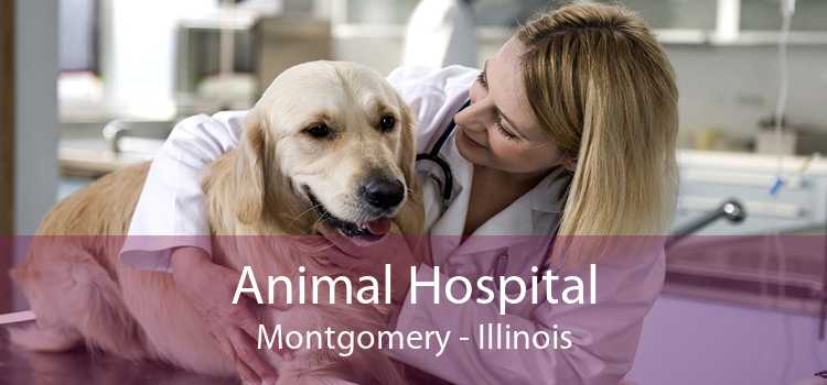 Animal Hospital Montgomery - Illinois