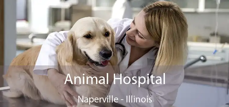 Animal Hospital Naperville - Illinois