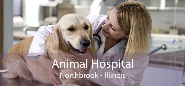 Animal Hospital Northbrook - Illinois