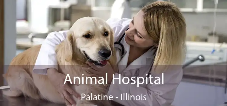 Animal Hospital Palatine - Illinois