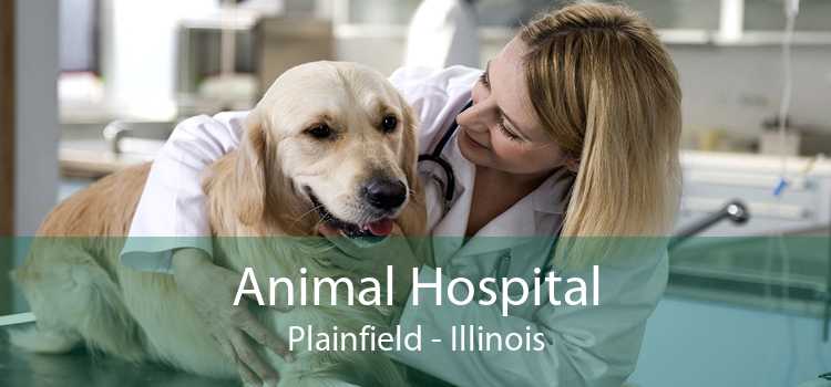 Animal Hospital Plainfield - Illinois