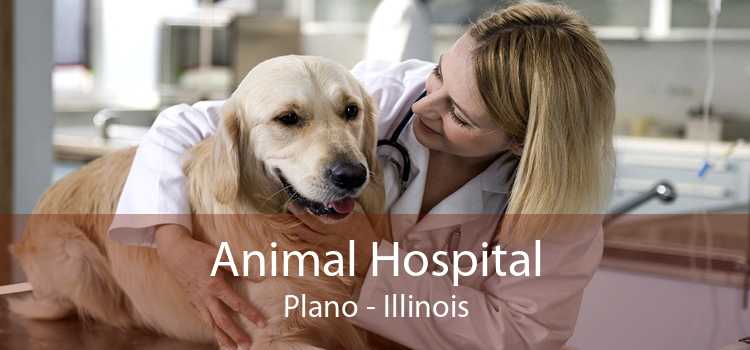 Animal Hospital Plano - Illinois