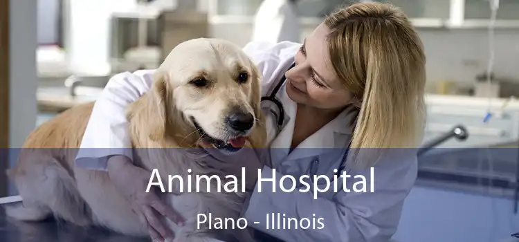 Animal Hospital Plano - Illinois