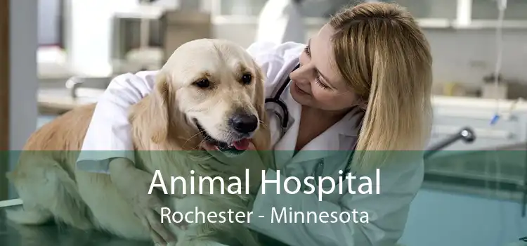 Animal Hospital Rochester - Minnesota