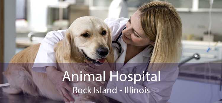Animal Hospital Rock Island - Illinois