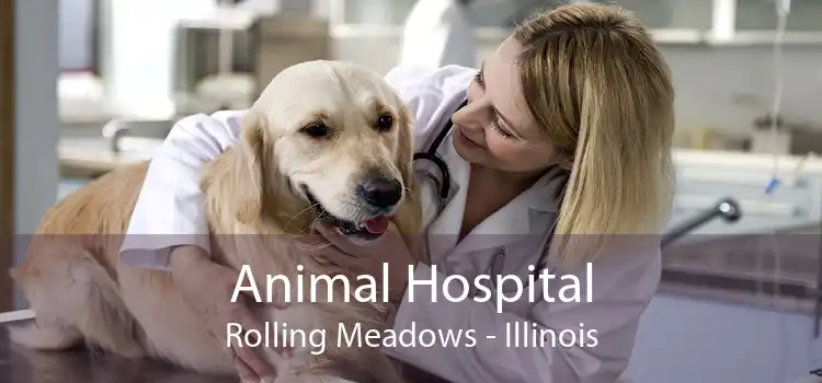 Animal Hospital Rolling Meadows - Illinois