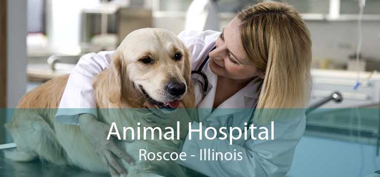 Animal Hospital Roscoe - Illinois