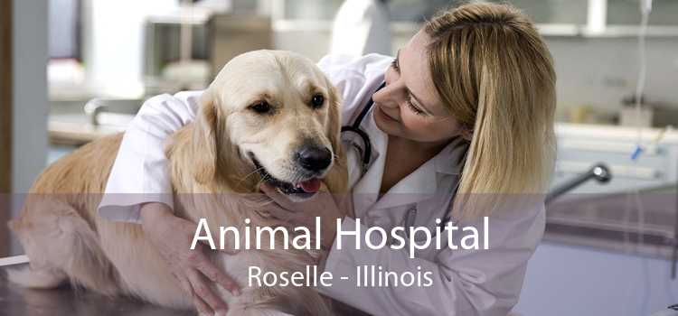 Animal Hospital Roselle - Illinois