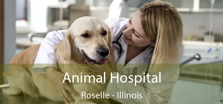 Animal Hospital Roselle - Illinois