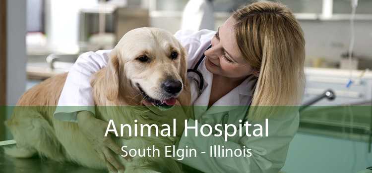 Animal Hospital South Elgin - Illinois