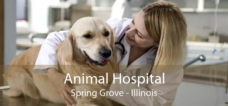 Animal Hospital Spring Grove - Small, Affordable, And Emergency Animal  Hospital