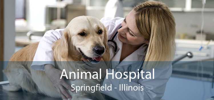 Animal Hospital Springfield - Illinois