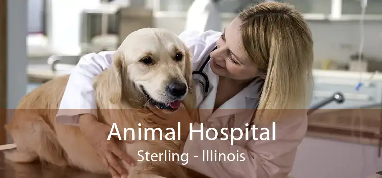 Animal Hospital Sterling - Illinois