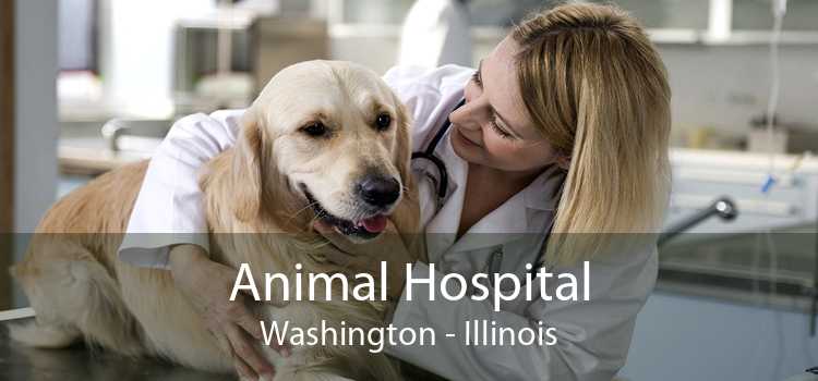 Animal Hospital Washington - Illinois