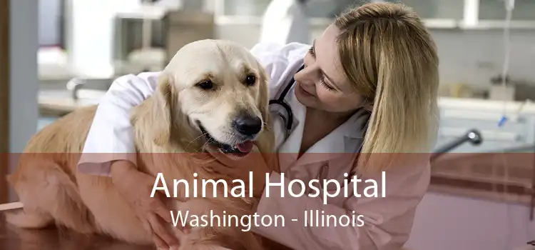 Animal Hospital Washington - Illinois