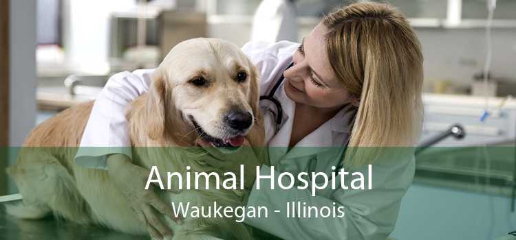 Animal Hospital Waukegan - Illinois