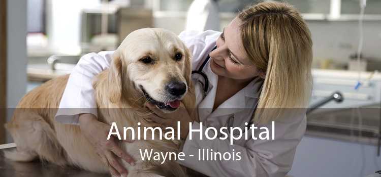 Animal Hospital Wayne - Illinois