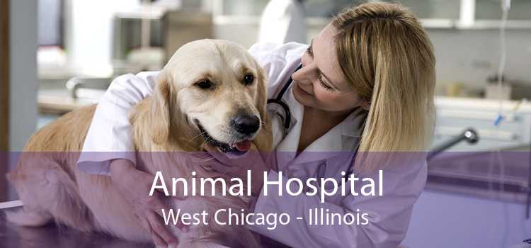 Animal Hospital West Chicago - Illinois