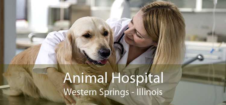 Animal Hospital Western Springs - Illinois