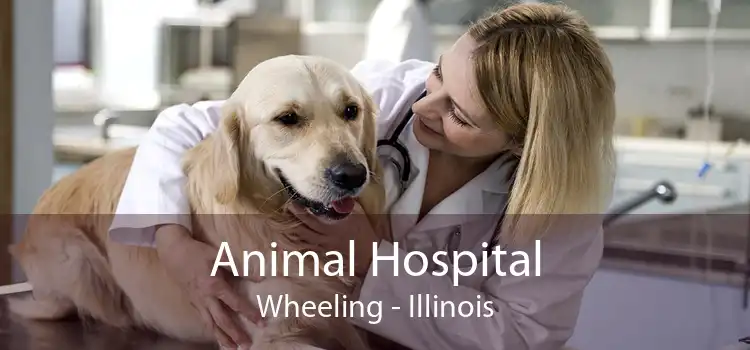 Animal Hospital Wheeling - Illinois