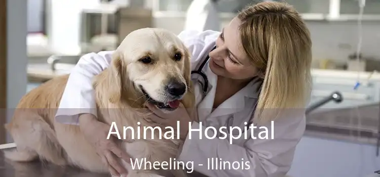 Animal Hospital Wheeling - Illinois