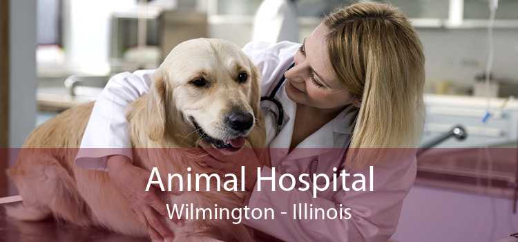 Animal Hospital Wilmington - Illinois