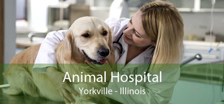 Animal Hospital Yorkville - Illinois