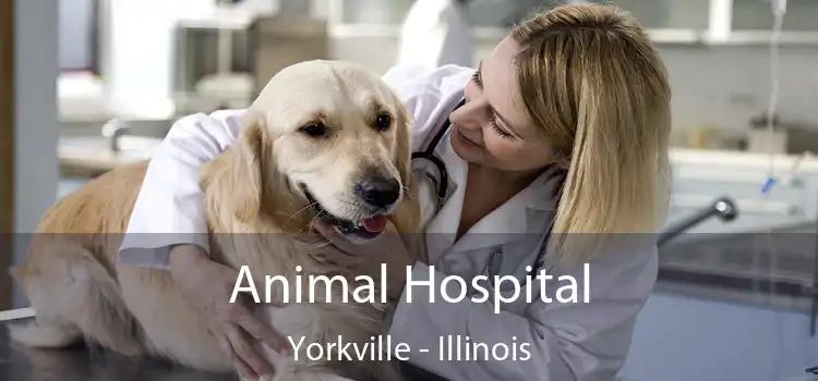 Animal Hospital Yorkville - Illinois