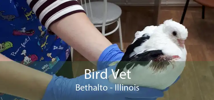 Bird Vet Bethalto - Illinois