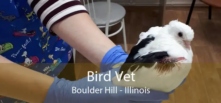 Bird Vet Boulder Hill - Illinois