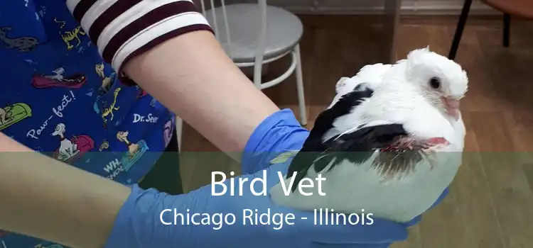Bird Vet Chicago Ridge - Illinois
