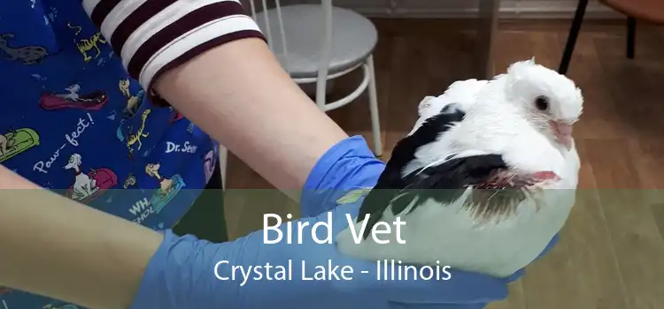 Bird Vet Crystal Lake - Illinois