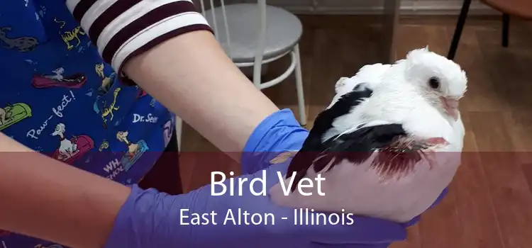 Bird Vet East Alton - Illinois