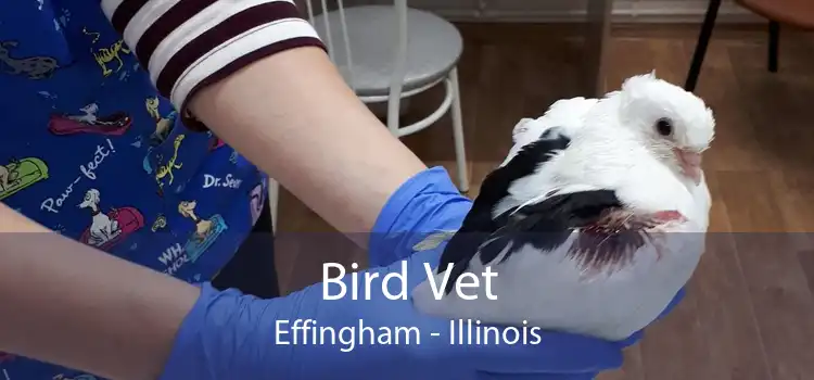 Bird Vet Effingham - Illinois