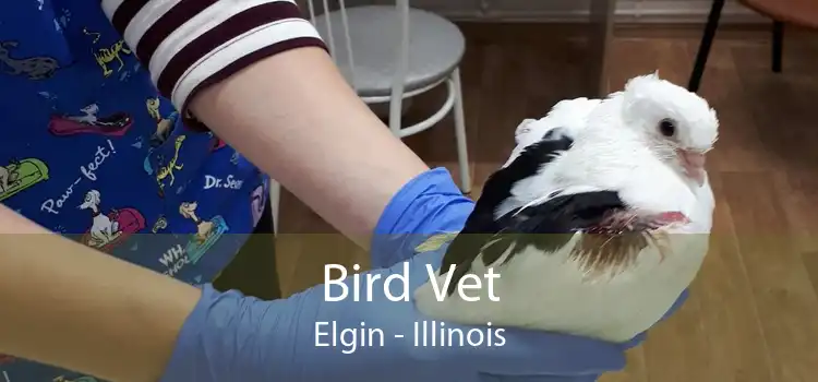 Bird Vet Elgin - Illinois