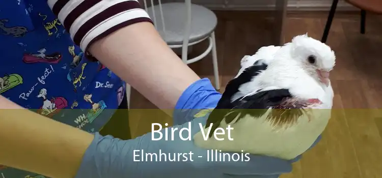 Bird Vet Elmhurst - Illinois