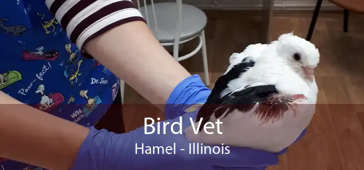 Bird Vet Hamel - Illinois